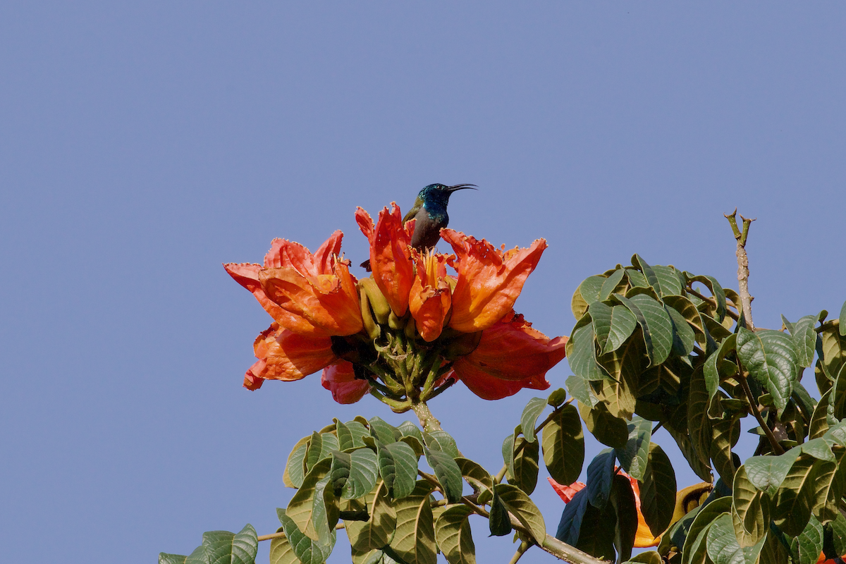 Green-headed Sunbird - ML637414904
