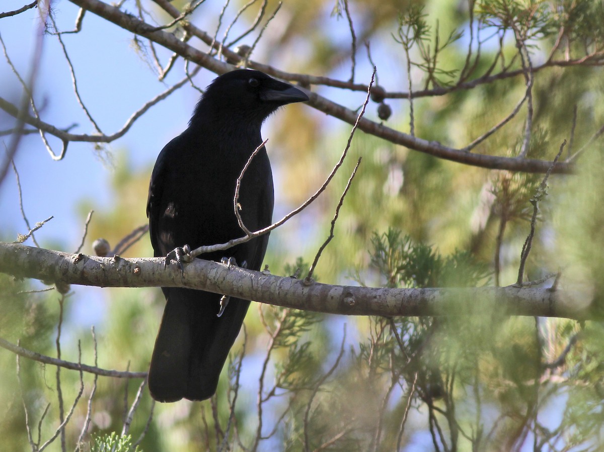 Hispaniolan Palm-Crow - ML637414915