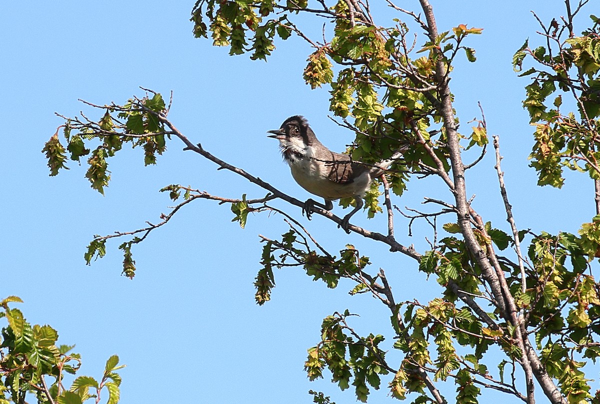 Eastern Orphean Warbler - ML637414921