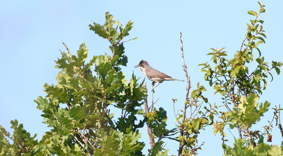 Eastern Orphean Warbler - ML637414922