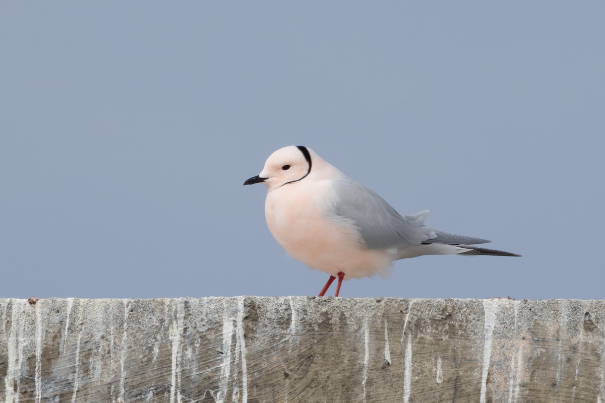 Ross's Gull - ML637414982