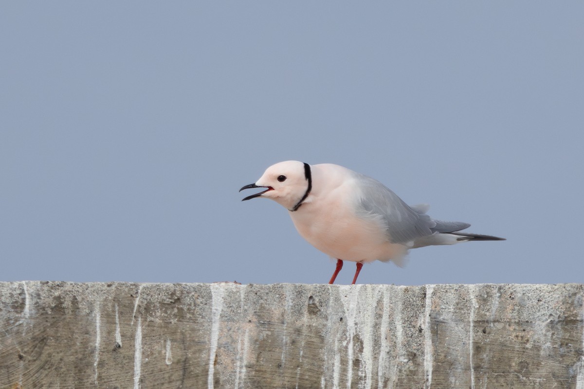 Ross's Gull - ML637414984