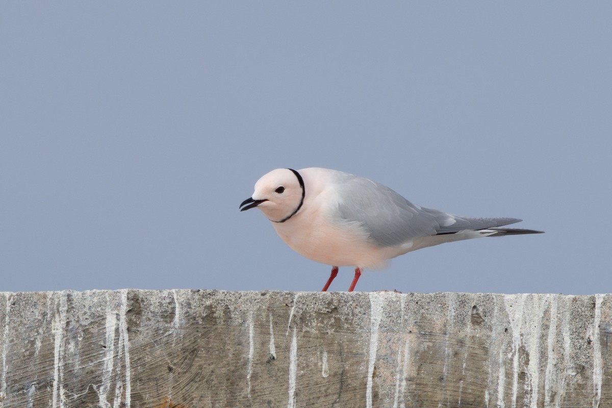 Ross's Gull - ML637414985
