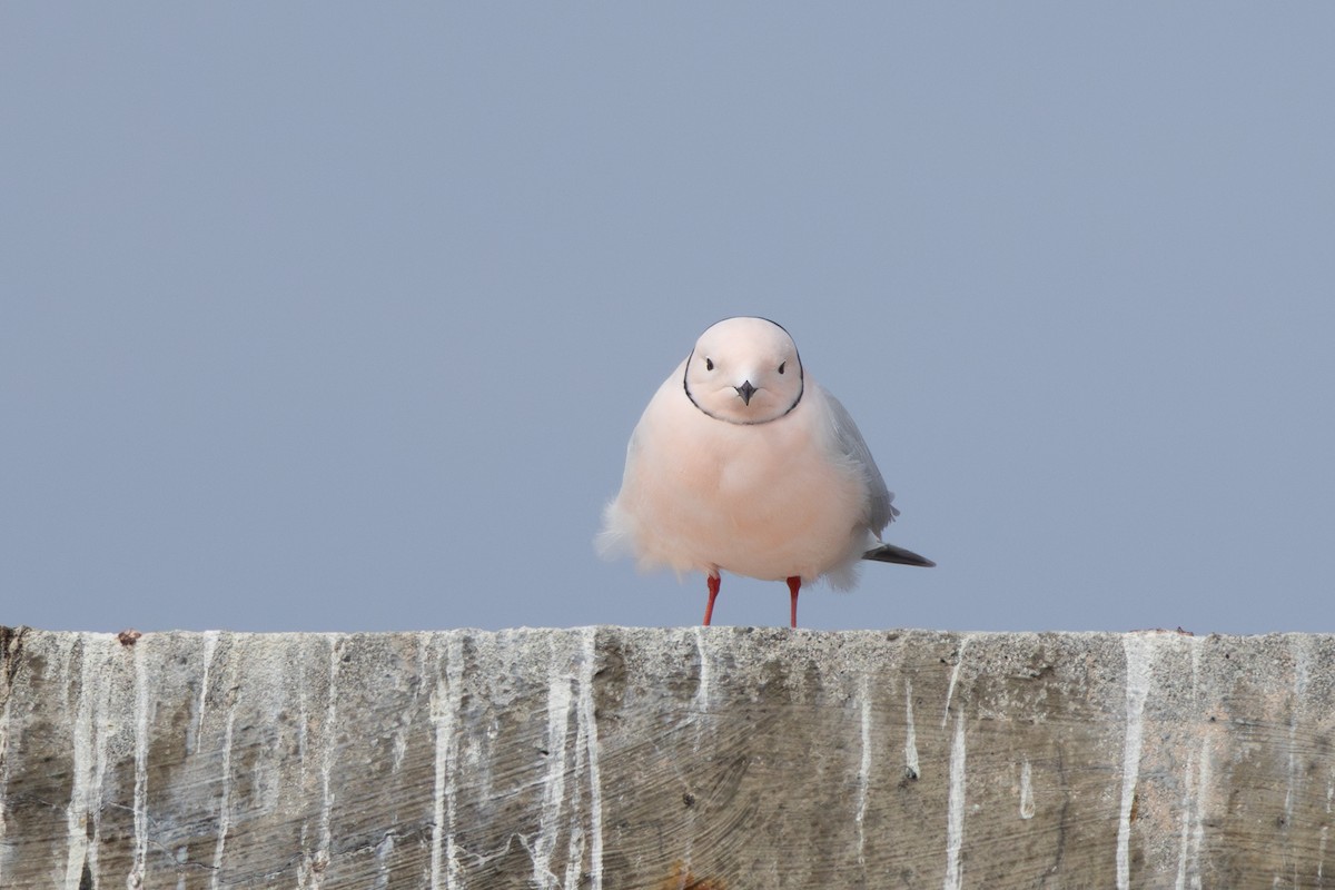 Ross's Gull - ML637414991