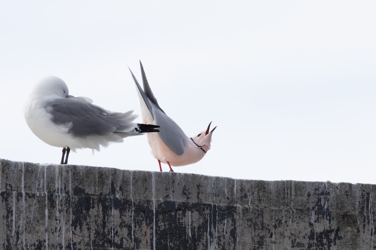 Ross's Gull - ML637414992