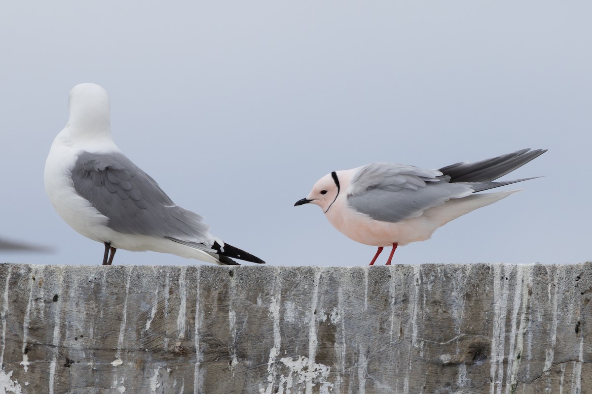 Ross's Gull - ML637414993