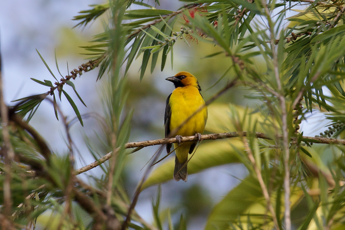 Black-necked Weaver - ML637415034