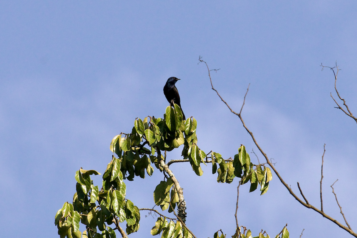 Stuhlmann's Starling - ML637415075