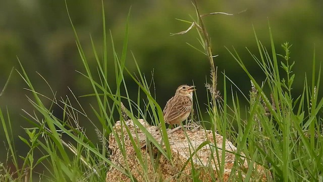 Singing Bushlark - ML637415076