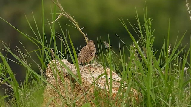 Singing Bushlark - ML637415077