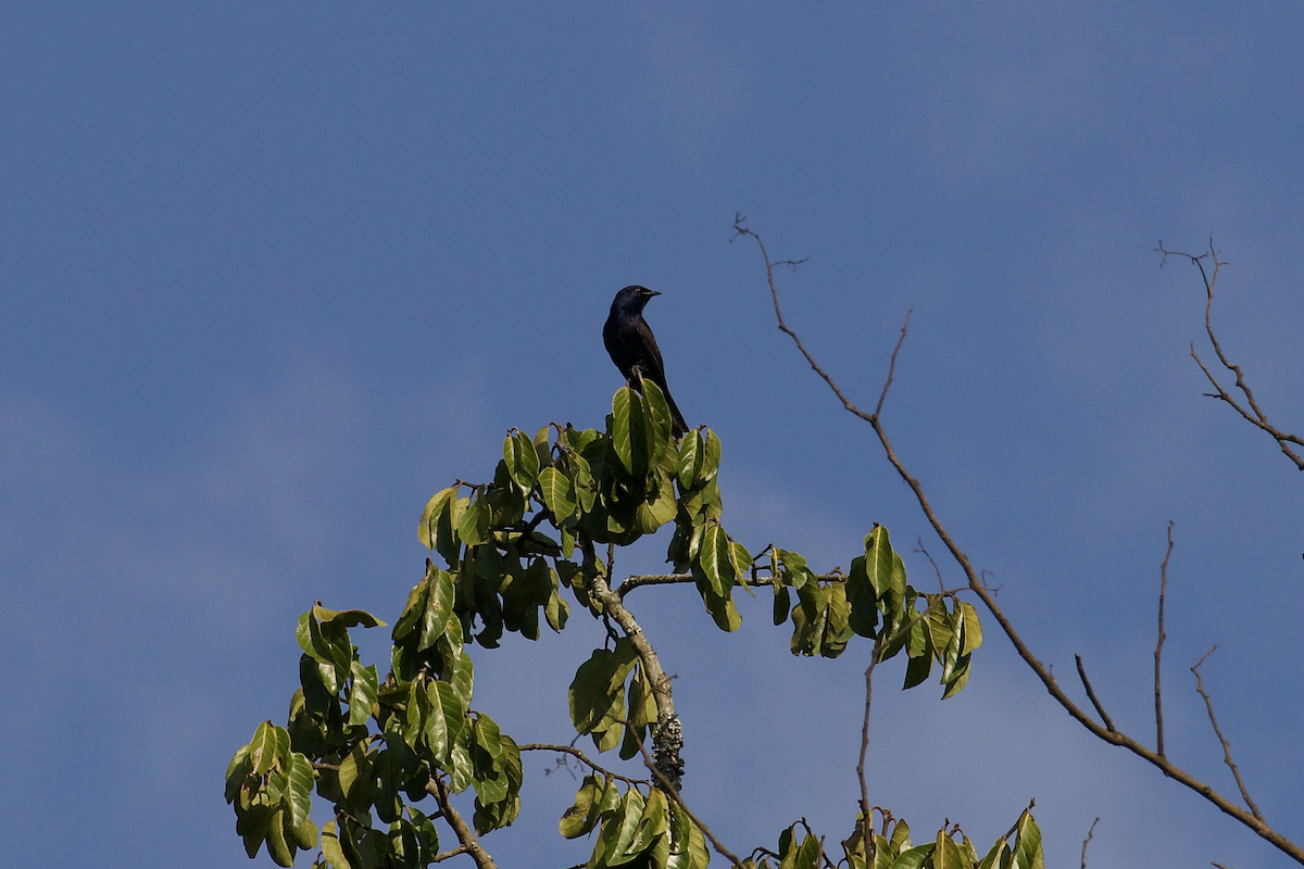 Stuhlmann's Starling - ML637415087