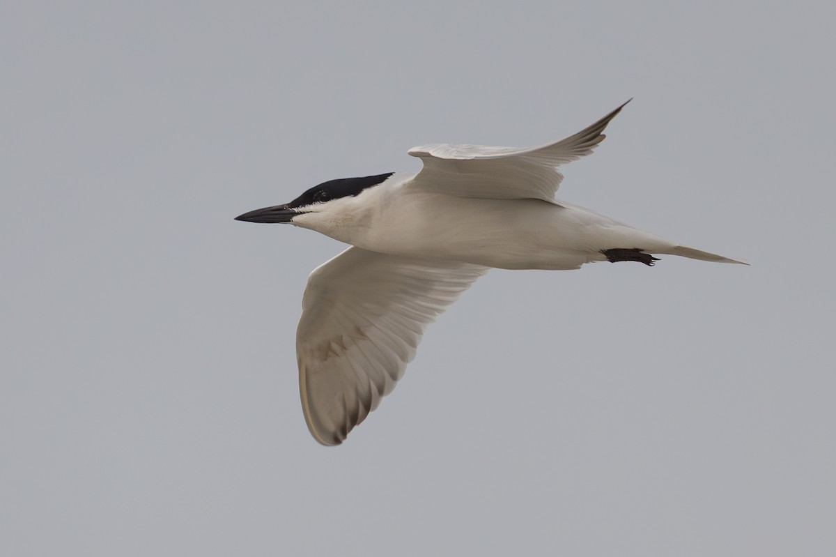 Gull-billed Tern - ML637415092