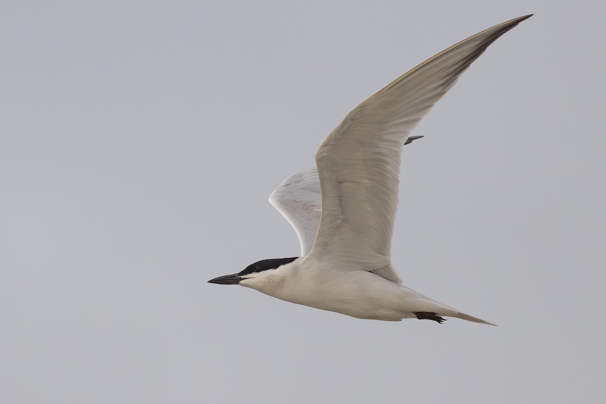 Gull-billed Tern - ML637415093