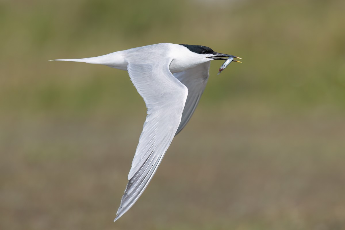Sandwich Tern (Eurasian) - ML637415128