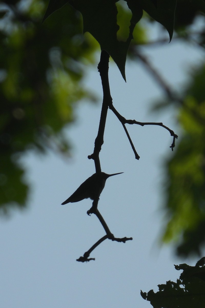 Ruby-throated Hummingbird - ML637415142