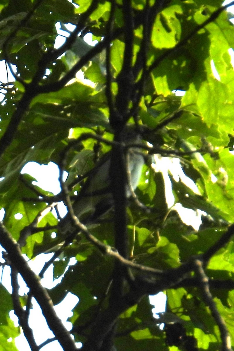 Red-eyed Vireo - ML637415164