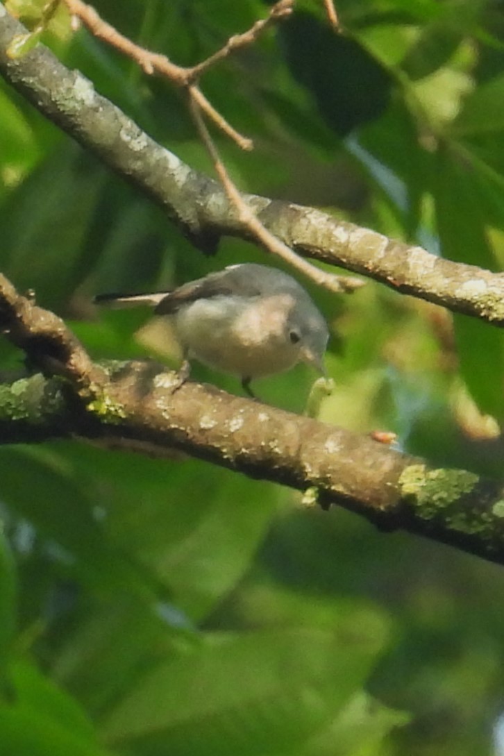 Blue-gray Gnatcatcher - ML637415204