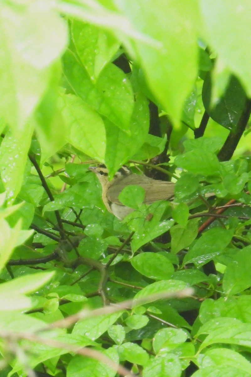 Worm-eating Warbler - ML637415231