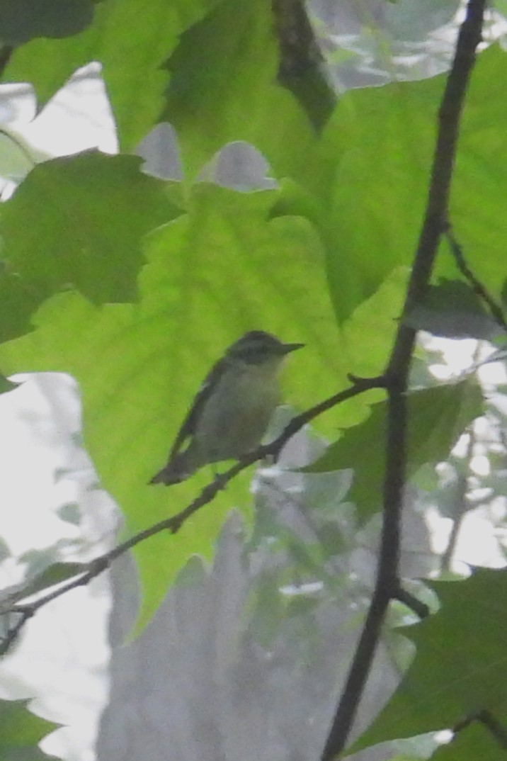 Cerulean Warbler - ML637415234