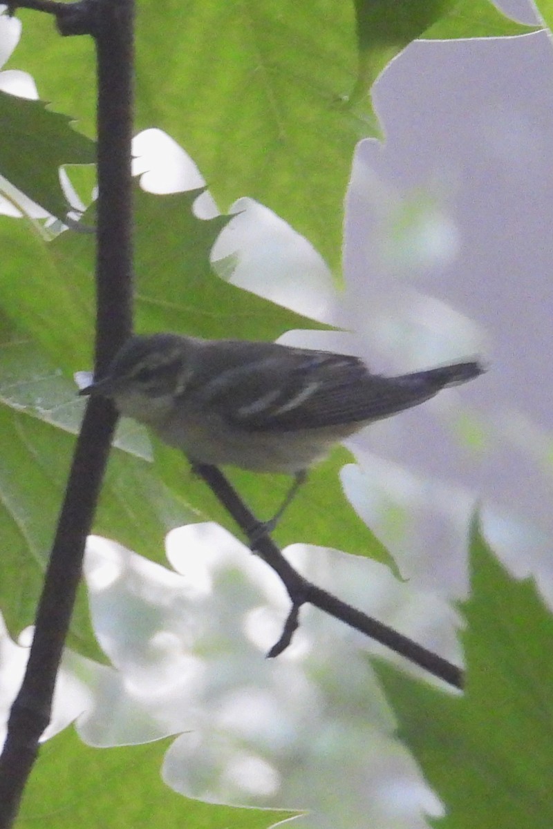 Cerulean Warbler - ML637415235