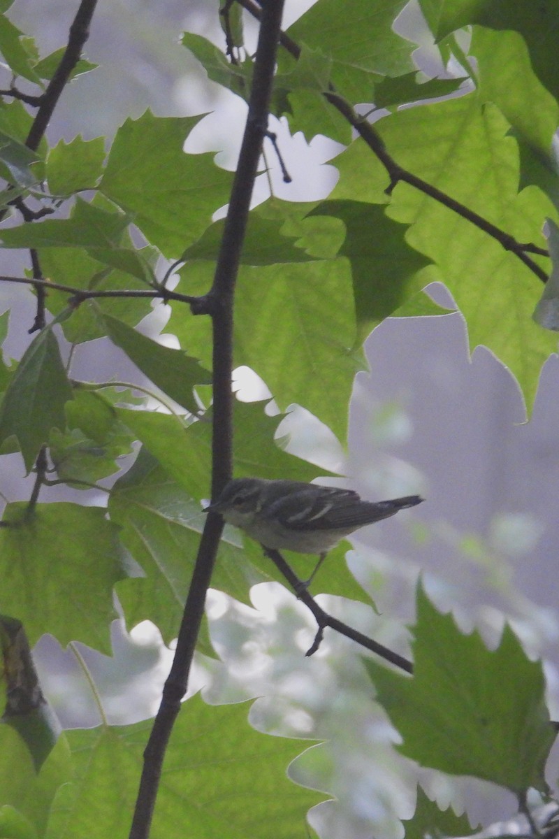 Cerulean Warbler - ML637415236