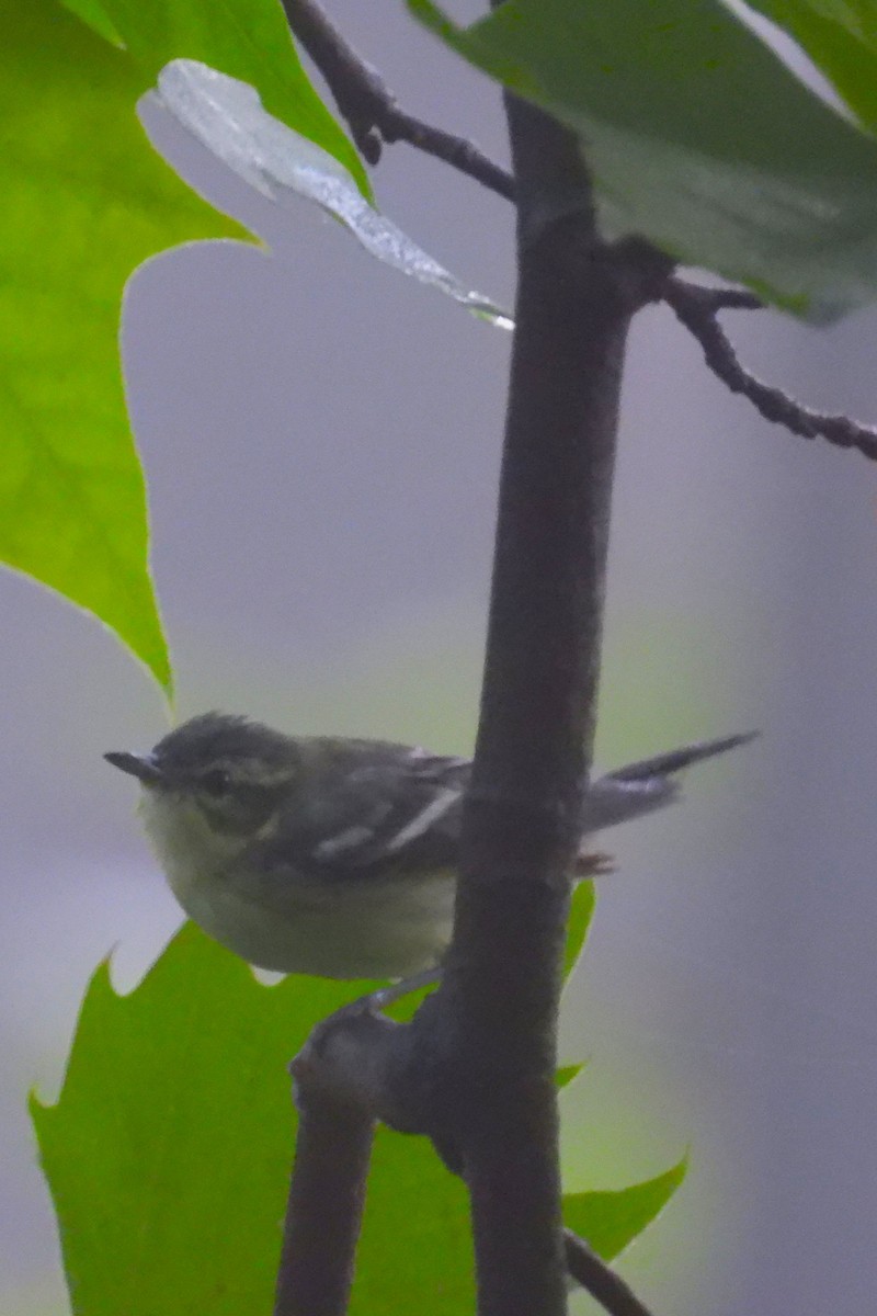 Cerulean Warbler - ML637415237