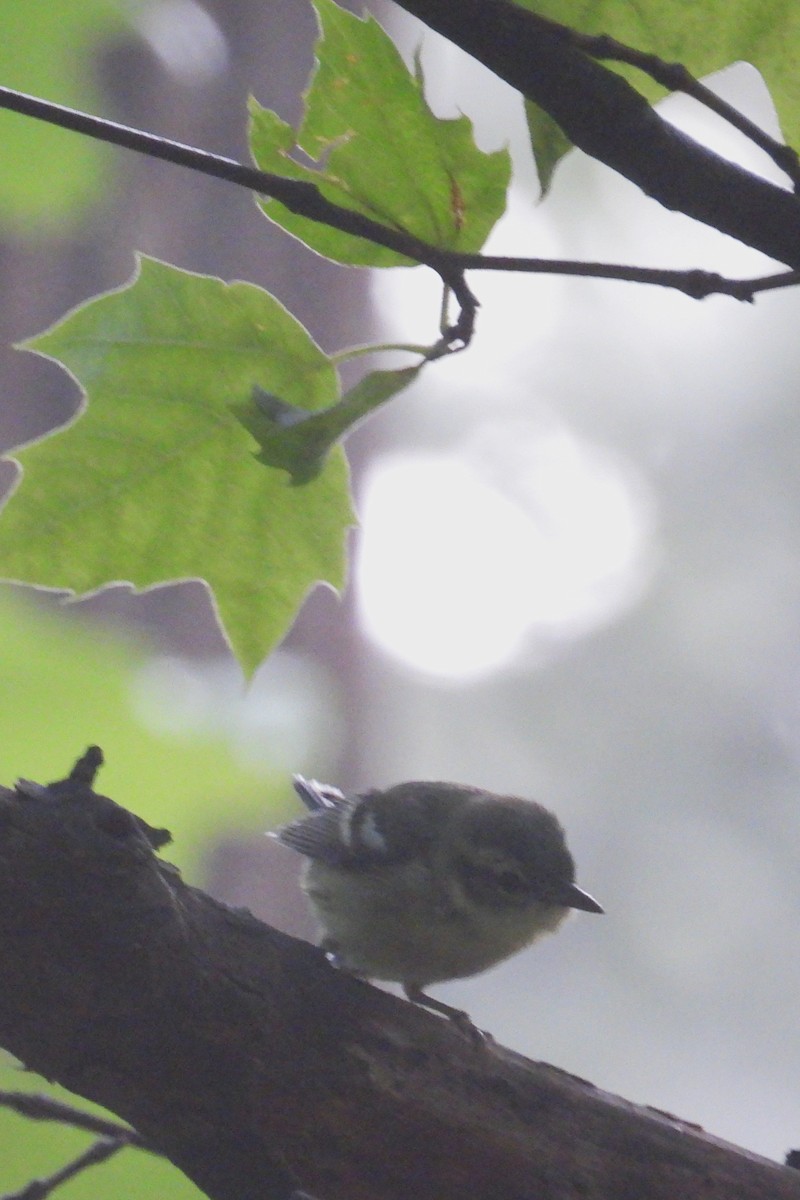 Cerulean Warbler - ML637415238
