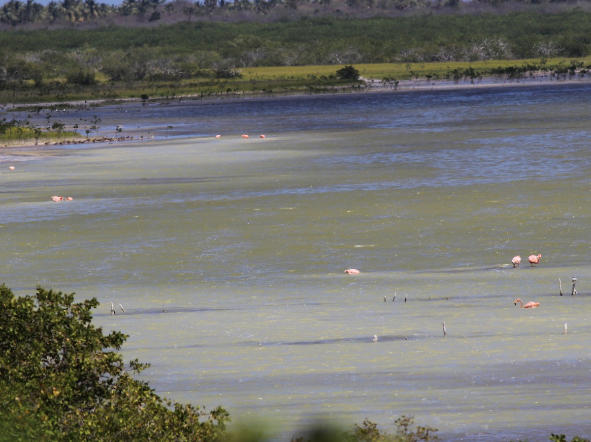 American Flamingo - ML637415264