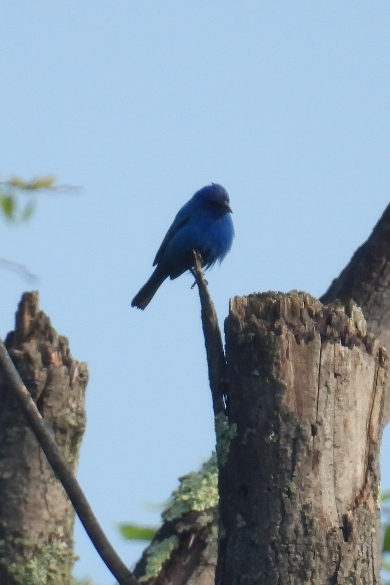 Indigo Bunting - ML637415275