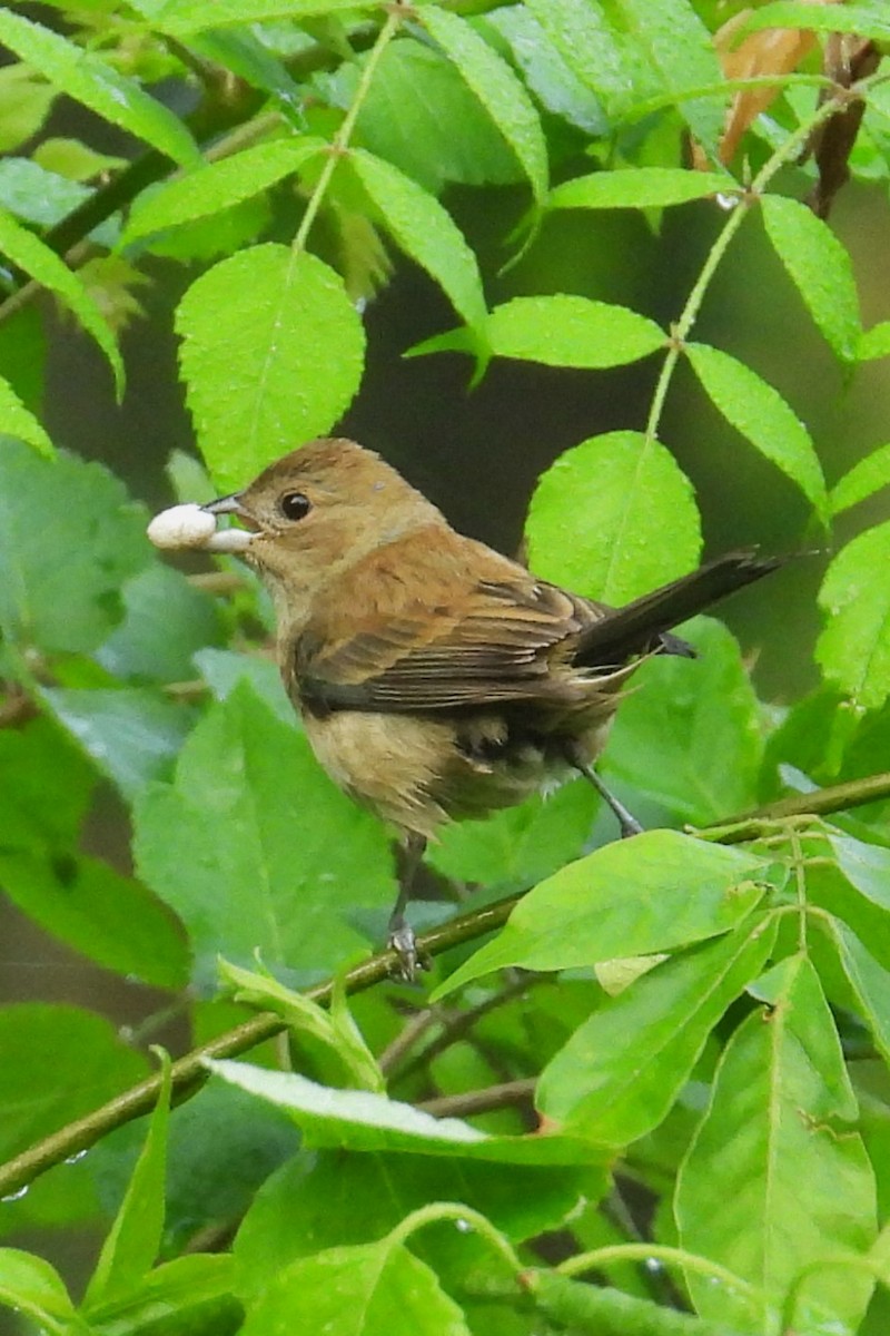 Indigo Bunting - ML637415276