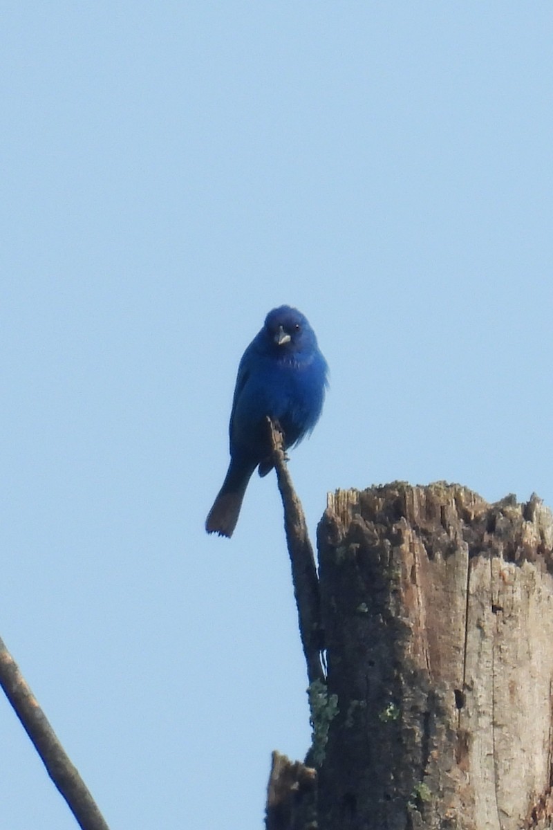 Indigo Bunting - ML637415277