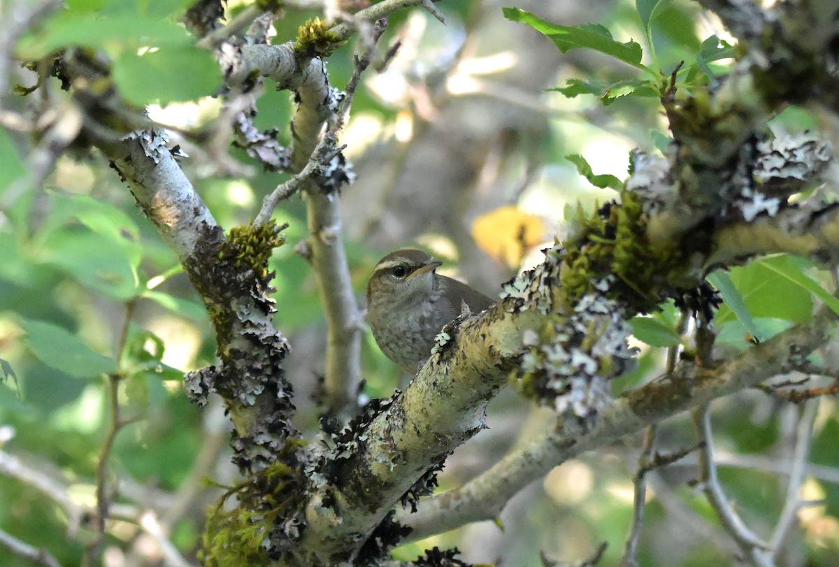 Bewick's Wren - ML637415381