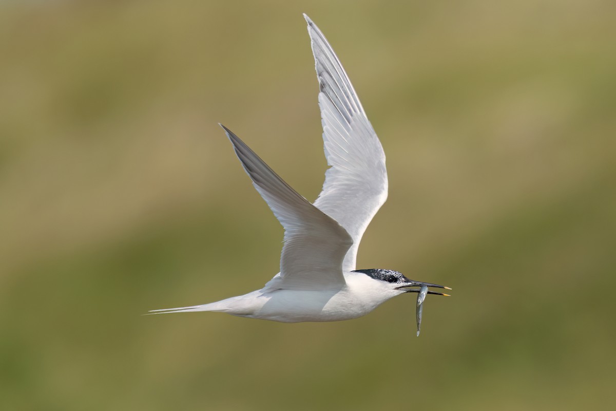 Sandwich Tern (Eurasian) - ML637415434