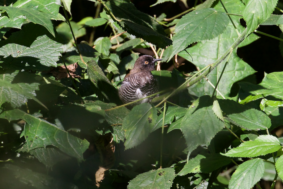 Prinia rayée - ML637415531
