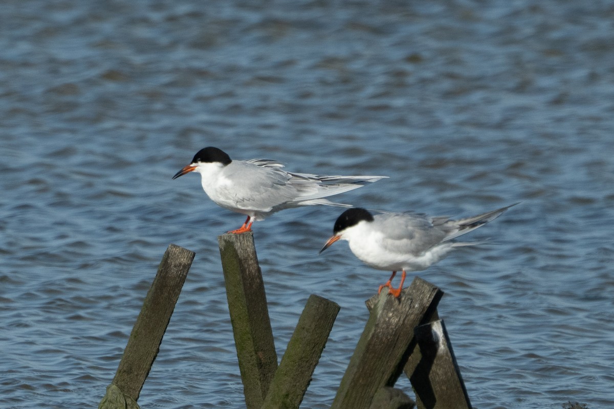 Forster's Tern - ML637415542