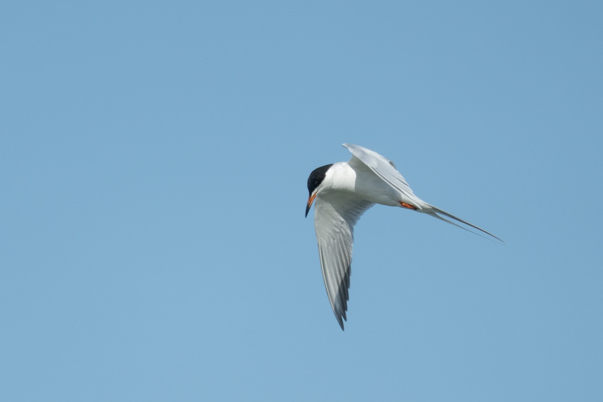 Forster's Tern - ML637415543