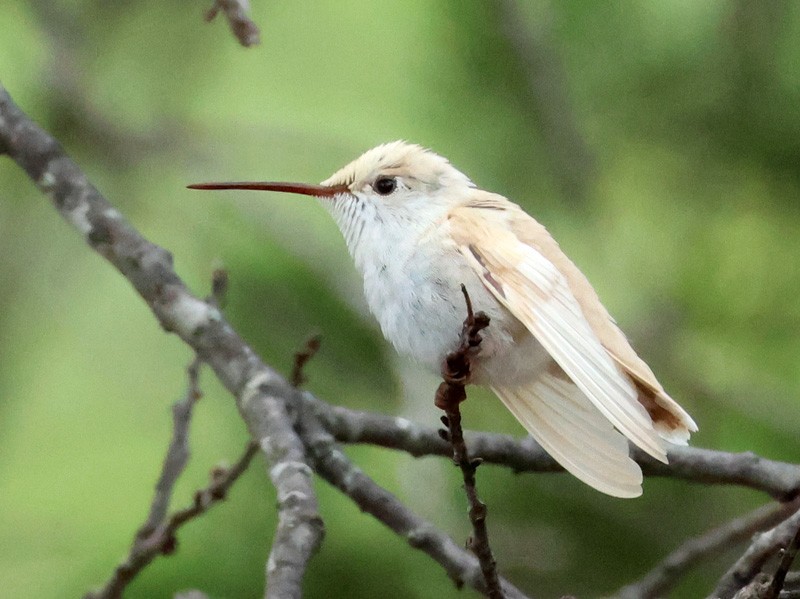 Black-chinned Hummingbird - ML637415567
