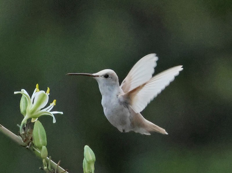 Black-chinned Hummingbird - ML637415581