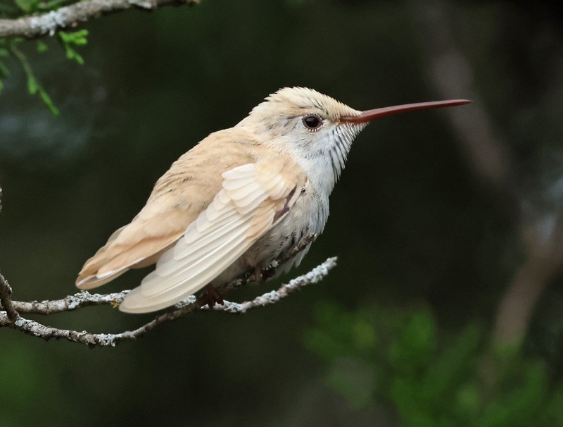 Black-chinned Hummingbird - ML637415608