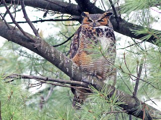 Adult - Great Horned Owl