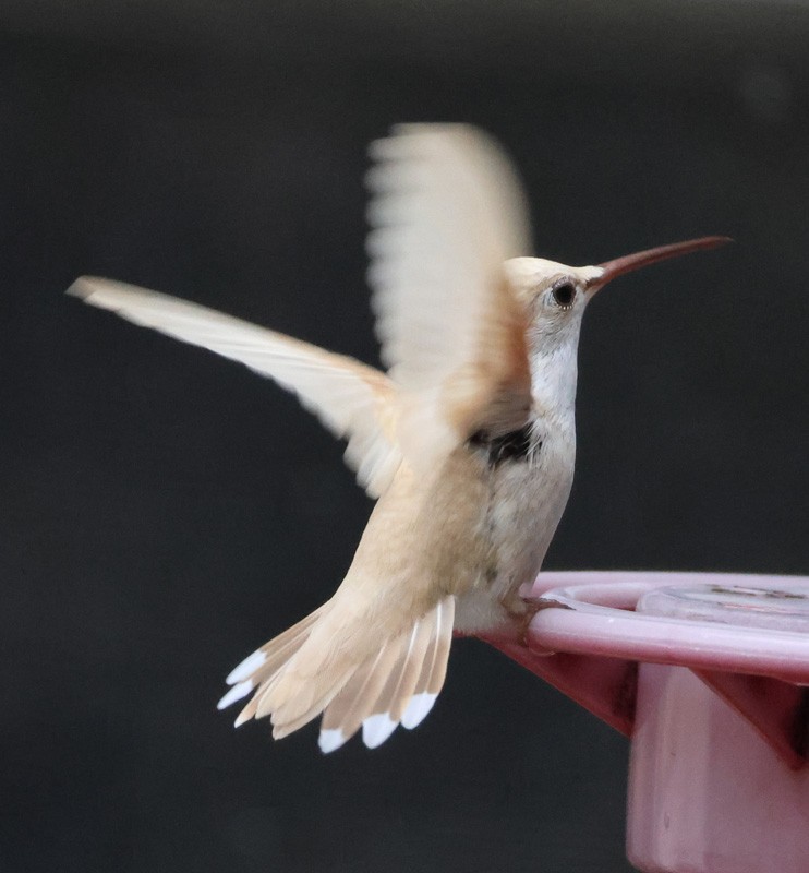 Black-chinned Hummingbird - ML637415623