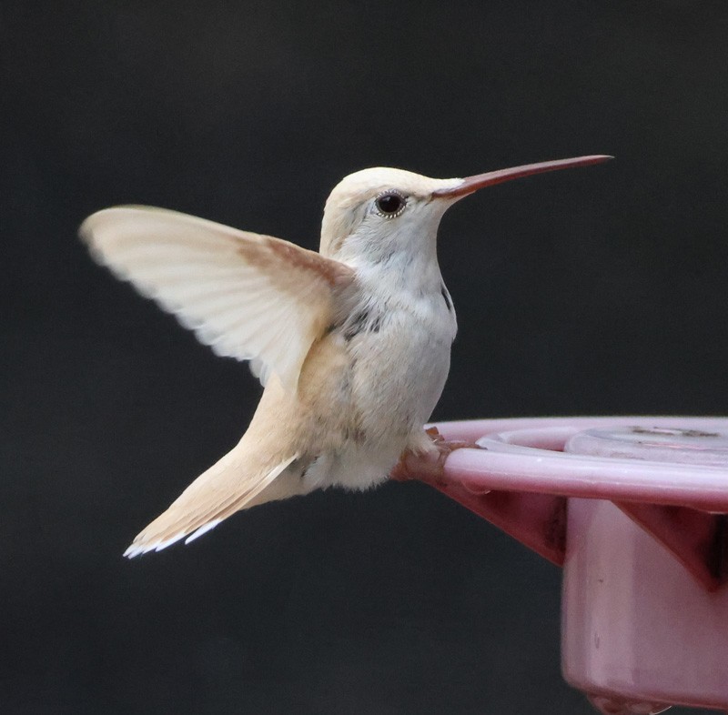 Black-chinned Hummingbird - ML637415692