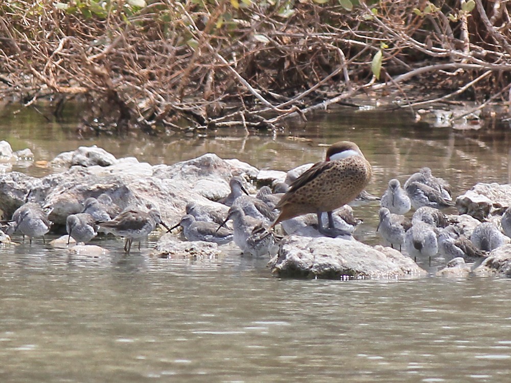 White-cheeked Pintail - ML637415715
