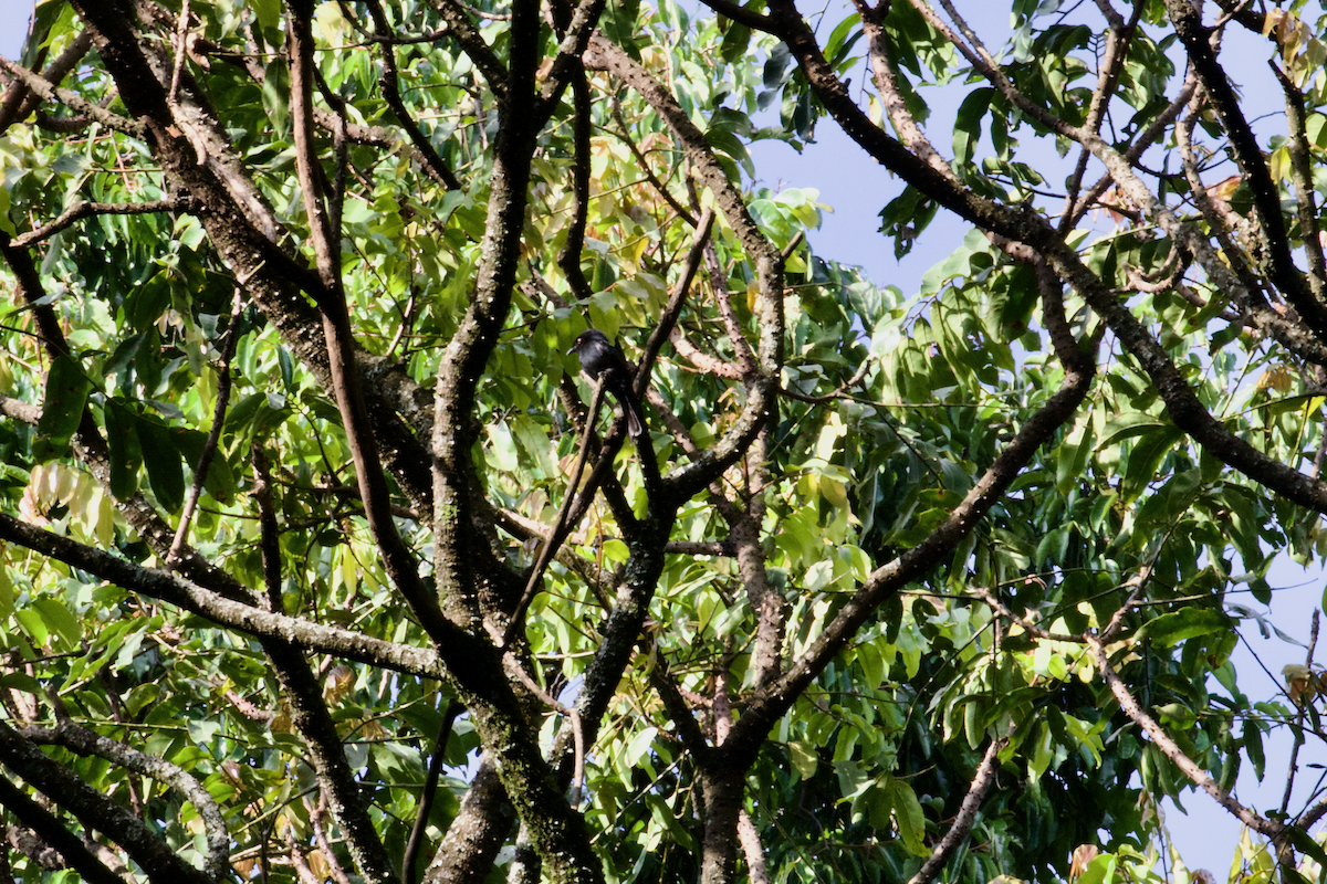 Sharpe's Drongo (Eastern) - ML637415728
