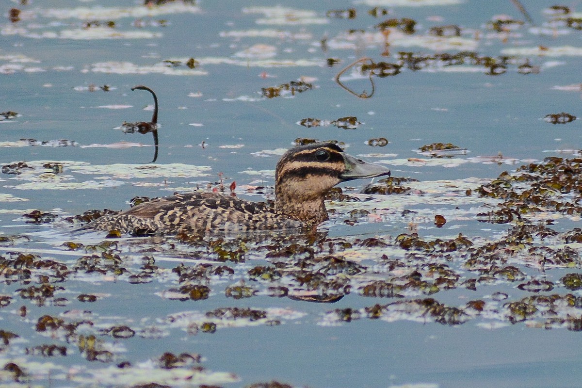 Masked Duck - ML637415742