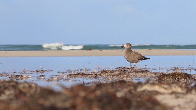 racek velkozobý - ML637415758