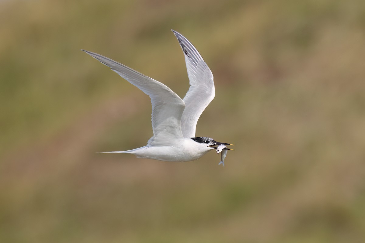 Sandwich Tern (Eurasian) - ML637415768