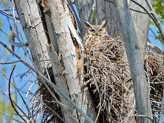 Adult - Great Horned Owl