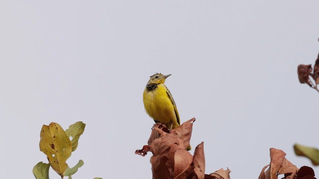 Golden Pipit - ML637415886