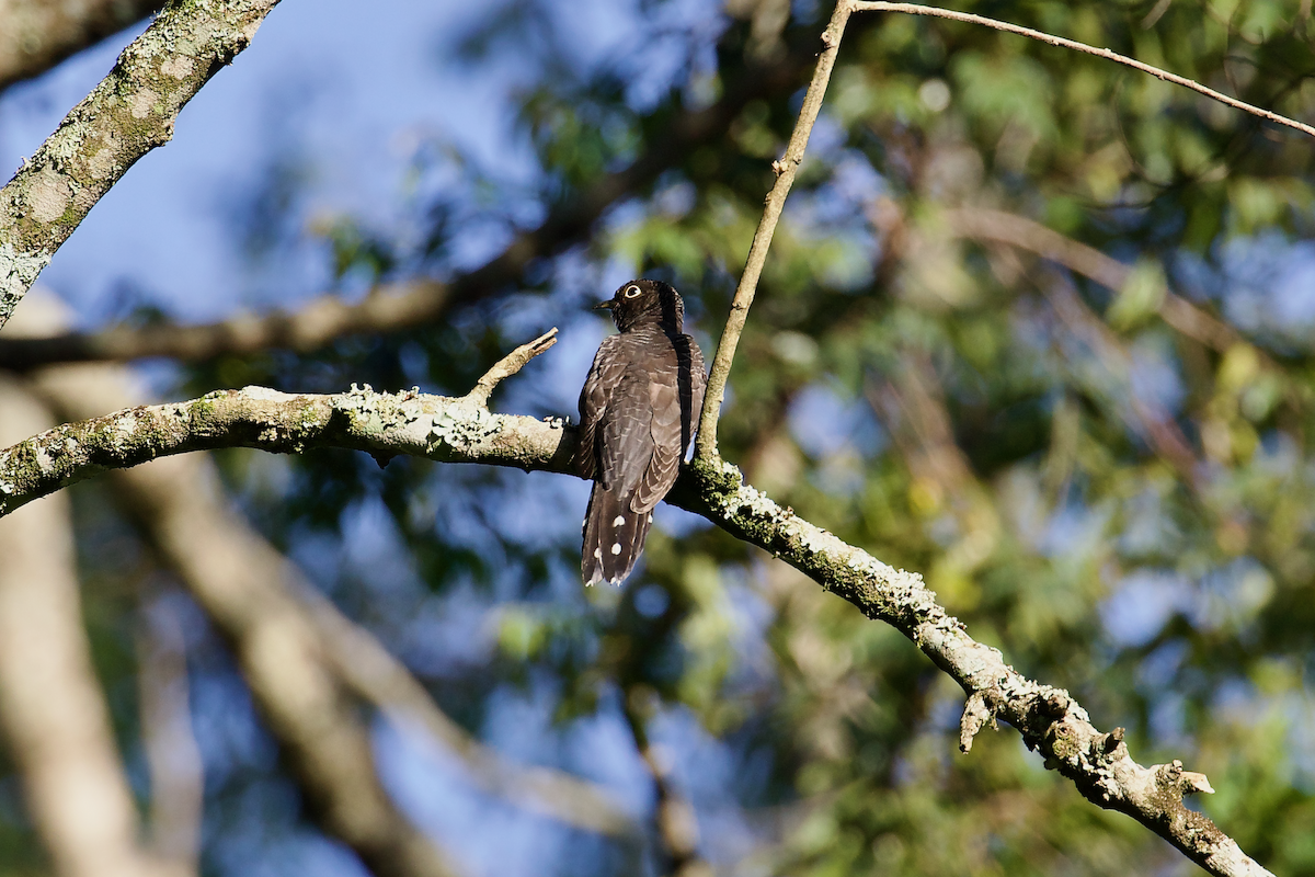Red-chested Cuckoo - ML637415902